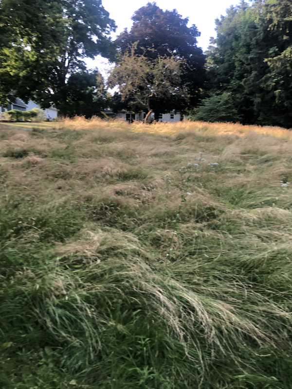 Overgrown field with tall grass before brush hogging, showing dense vegetation near tree line.