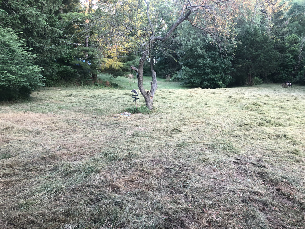 Freshly mowed field with scattered cut grass and a single tree in the center, surrounded by dense greenery.